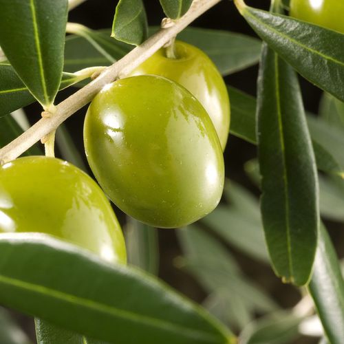 Venta de suministros para riego en Cádiz