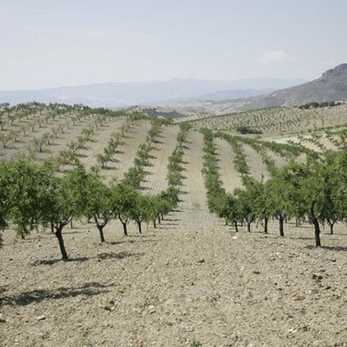 Sistemas de riego agricola en Cádiz
