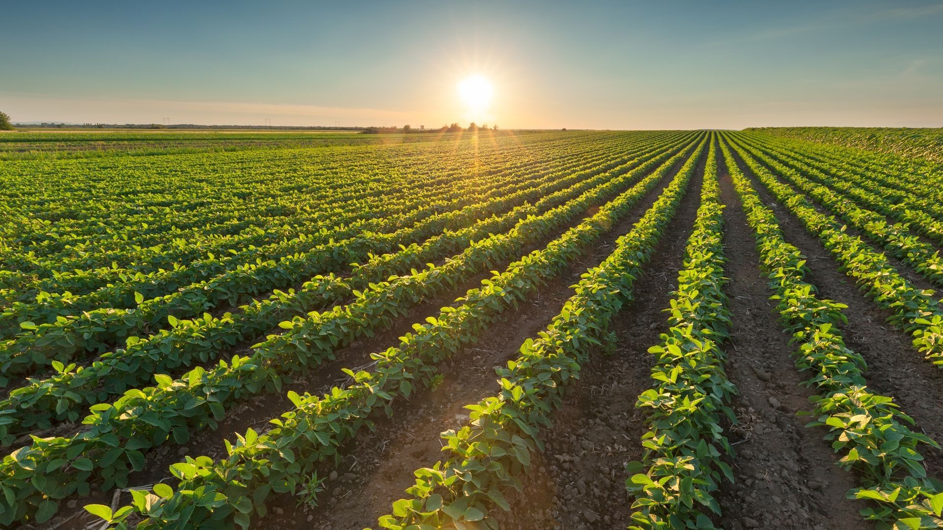 Sistemas de riego agrícola en Cádiz Sistemas de riego agrícola en Cádiz