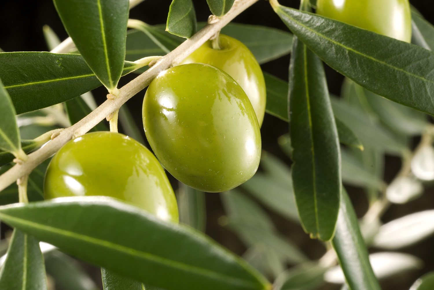 Venta de suministros para riego en Cádiz