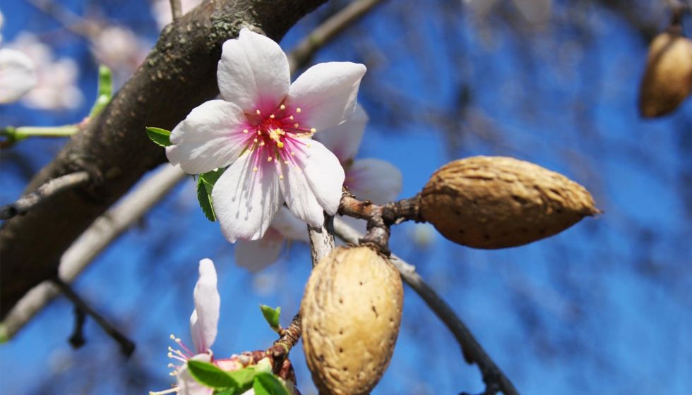 Sistemas de riego para jardines en Cádiz